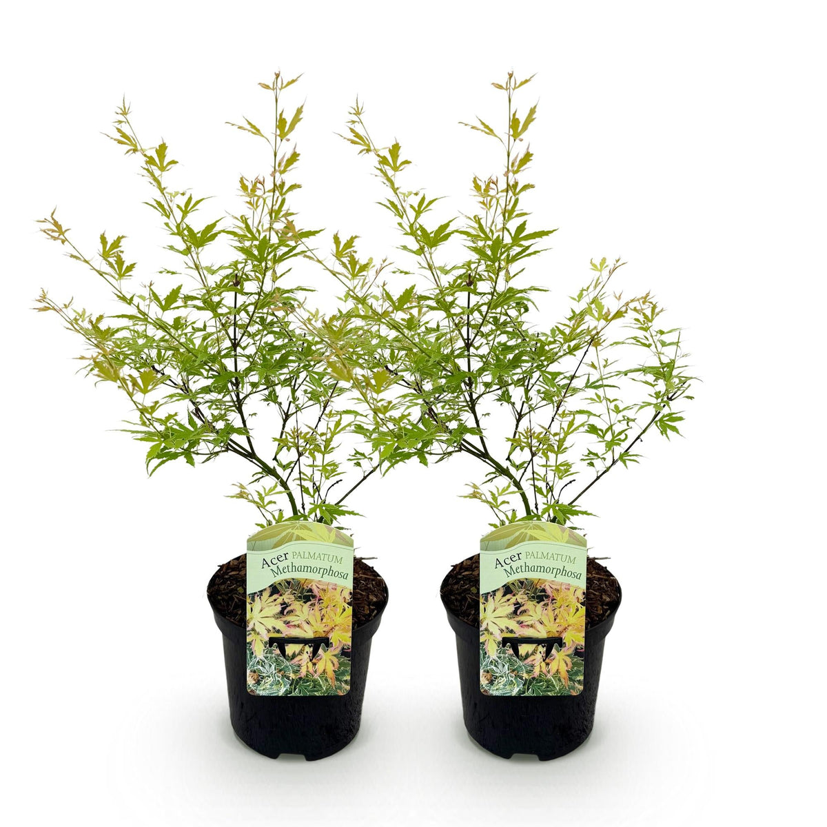 Terrasplant - Japanse Esdoorn - Acer palmatum Methamorphosa - 2 Planten - Forestbloom