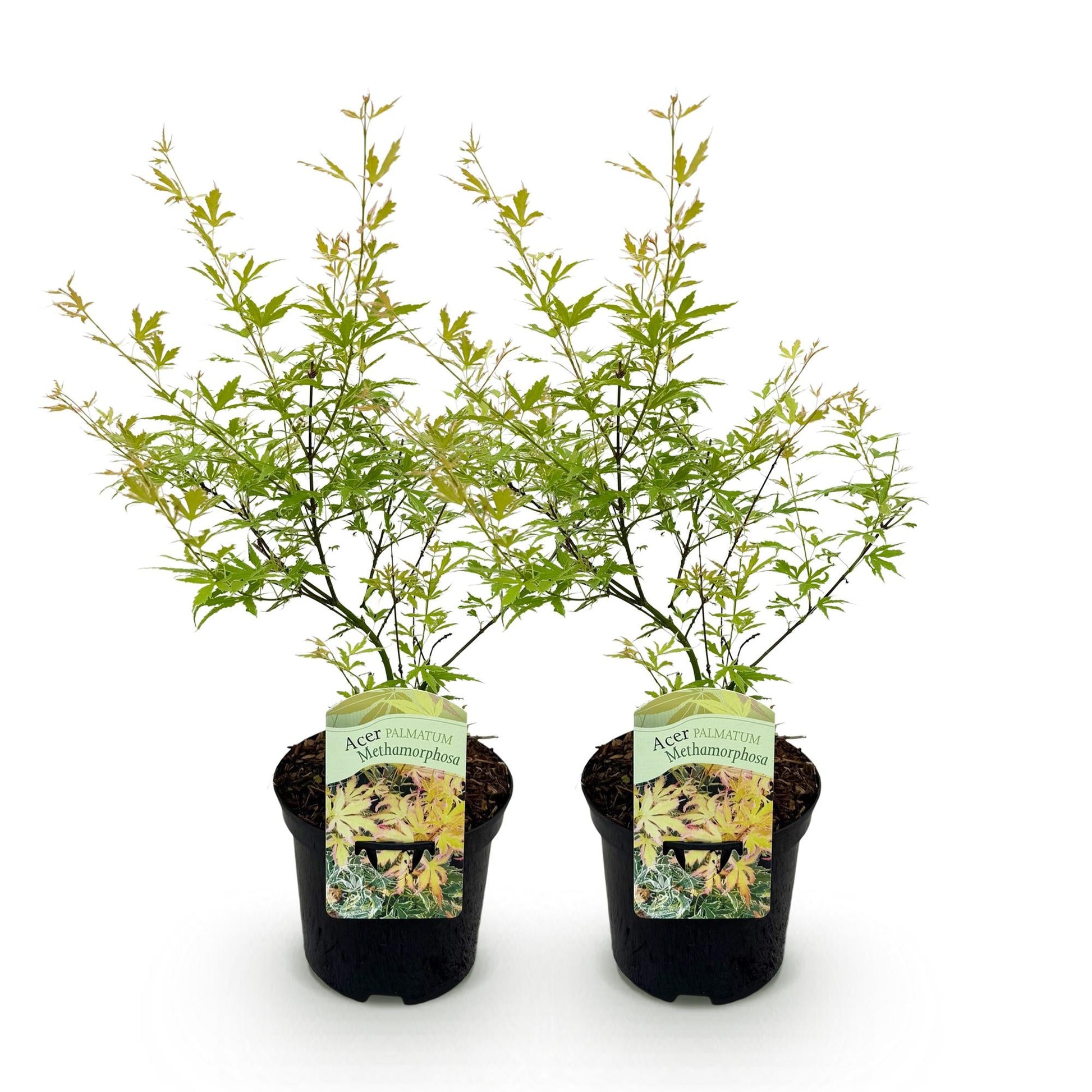 Terrasplant - Japanse Esdoorn - Acer palmatum Methamorphosa - 2 Planten - Forestbloom