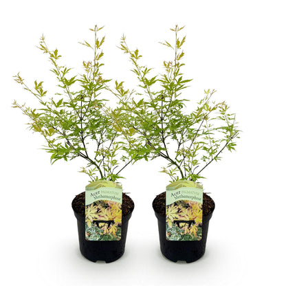 Terrasplant - Japanse Esdoorn - Acer palmatum Methamorphosa - 2 Planten - Forestbloom