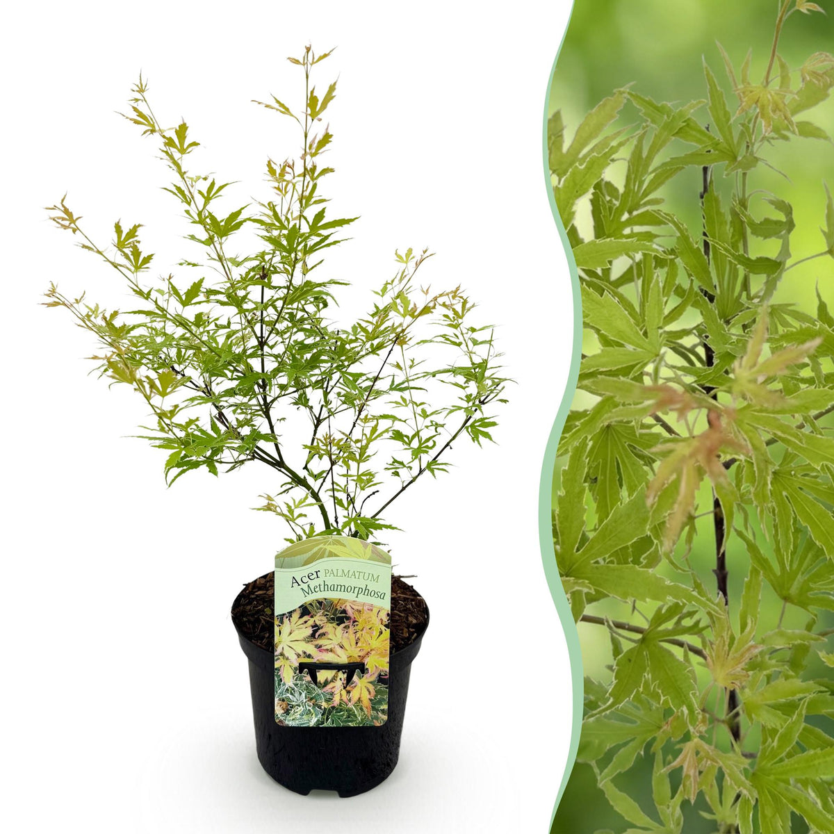 Terrasplant - Japanse Esdoorn - Acer palmatum Methamorphosa - Forestbloom