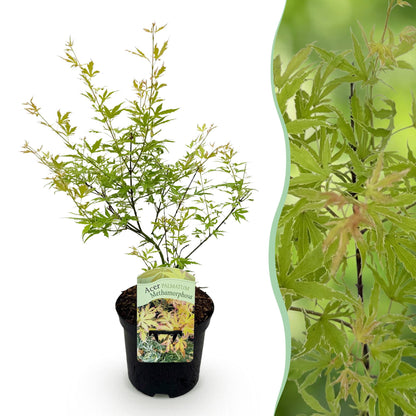 Terrasplant - Japanse Esdoorn - Acer palmatum Methamorphosa - Forestbloom