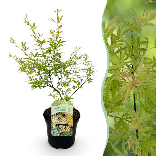 Terrasplant - Japanse Esdoorn - Acer palmatum Methamorphosa - Forestbloom