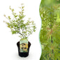 Terrasplant - Japanse Esdoorn - Acer palmatum Methamorphosa - Forestbloom