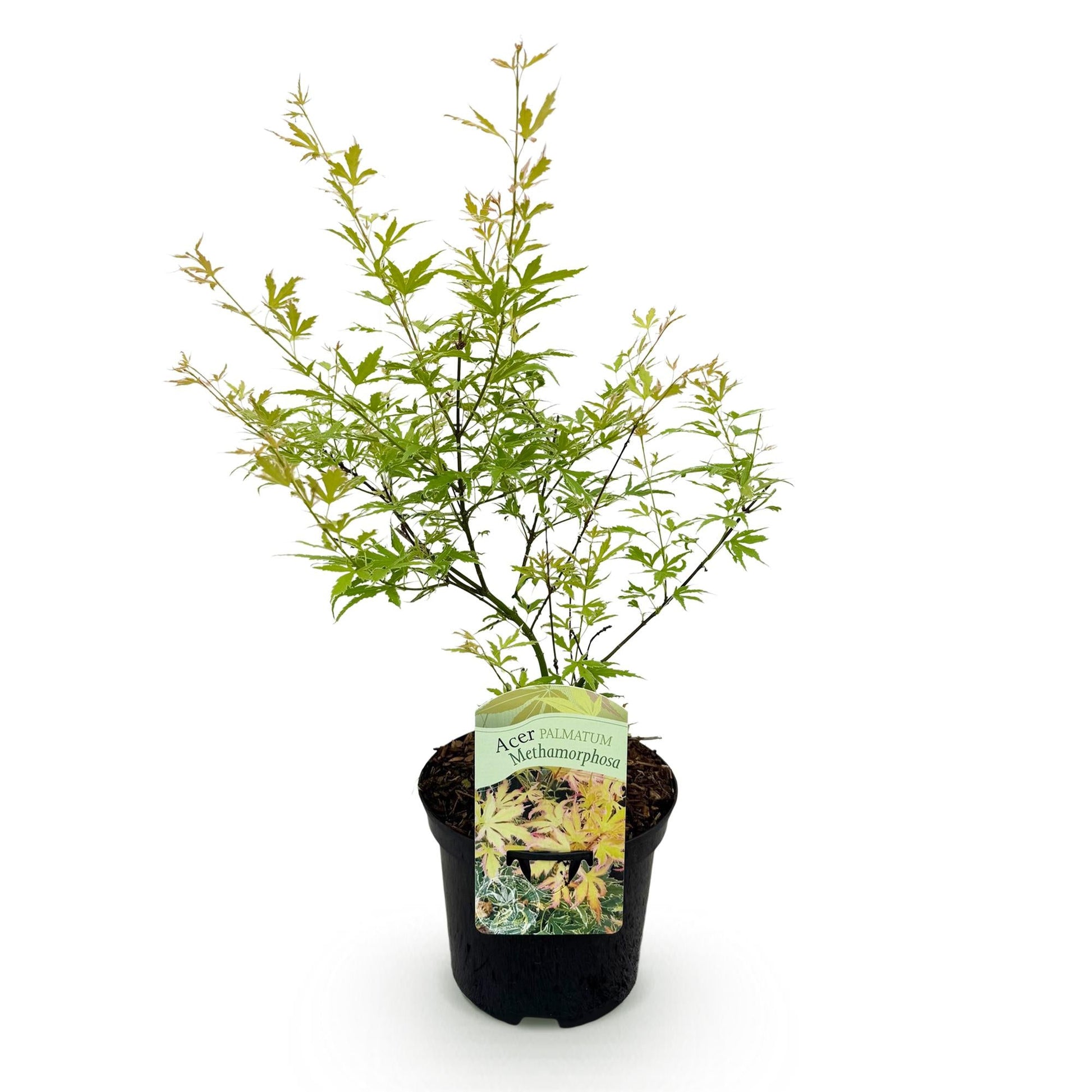Terrasplant - Japanse Esdoorn - Acer palmatum Methamorphosa - Forestbloom