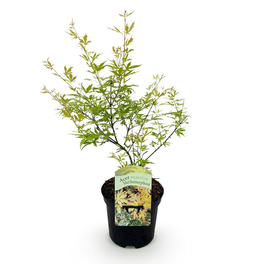 Terrasplant - Japanse Esdoorn - Acer palmatum Methamorphosa - Forestbloom