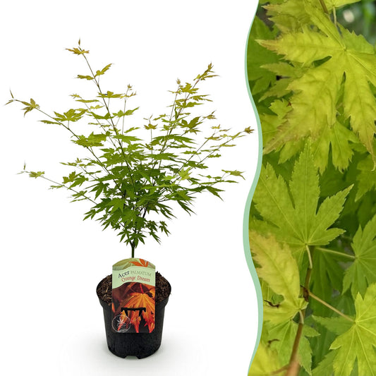 Terrasplant - Japanse Esdoorn - Acer palmatum Orange Dream - Forestbloom