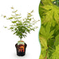 Terrasplant - Japanse Esdoorn - Acer palmatum Orange Dream - Forestbloom