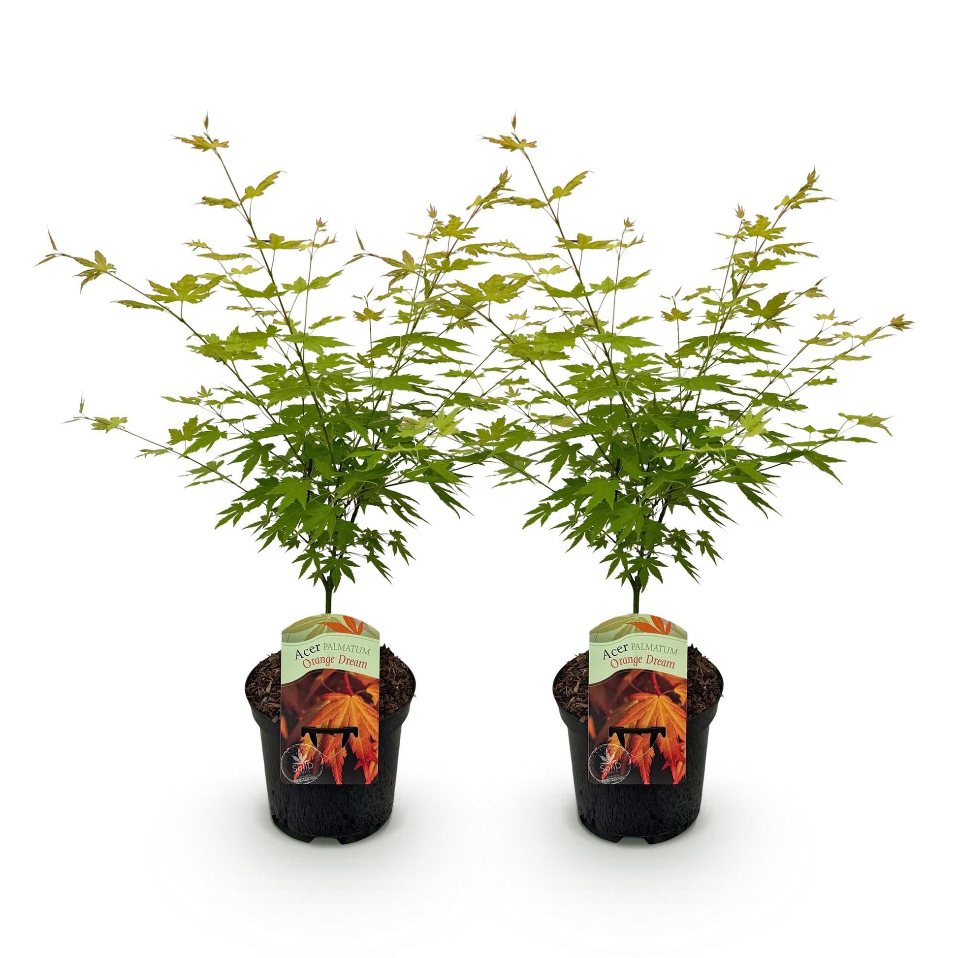 Terrasplant - Japanse Esdoorn - Acer palmatum Orange Dream - 2 Planten - Forestbloom
