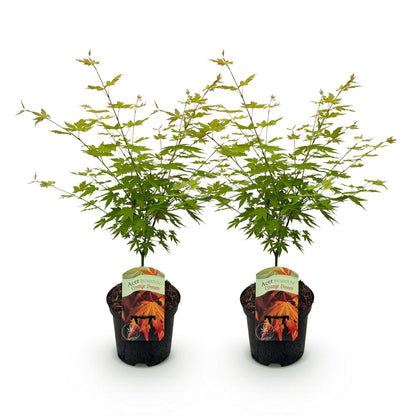 Terrasplant - Japanse Esdoorn - Acer palmatum Orange Dream - 2 Planten - Forestbloom