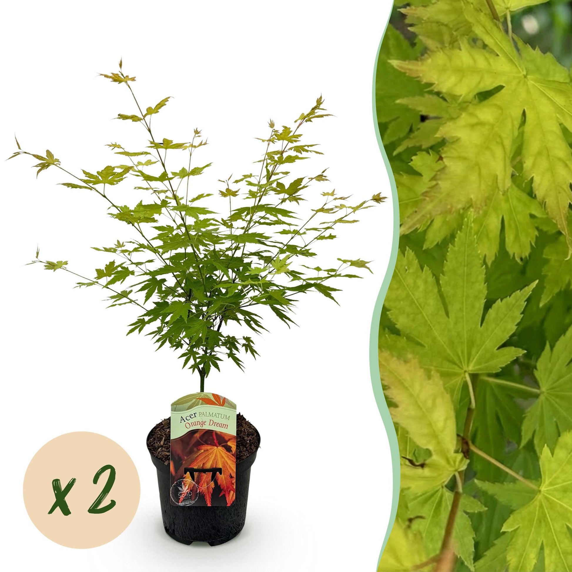 Terrasplant - Japanse Esdoorn - Acer palmatum Orange Dream - 2 Planten - Forestbloom