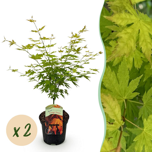 Terrasplant - Japanse Esdoorn - Acer palmatum Orange Dream - 2 Planten - Forestbloom