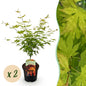 Terrasplant - Japanse Esdoorn - Acer palmatum Orange Dream - 2 Planten - Forestbloom
