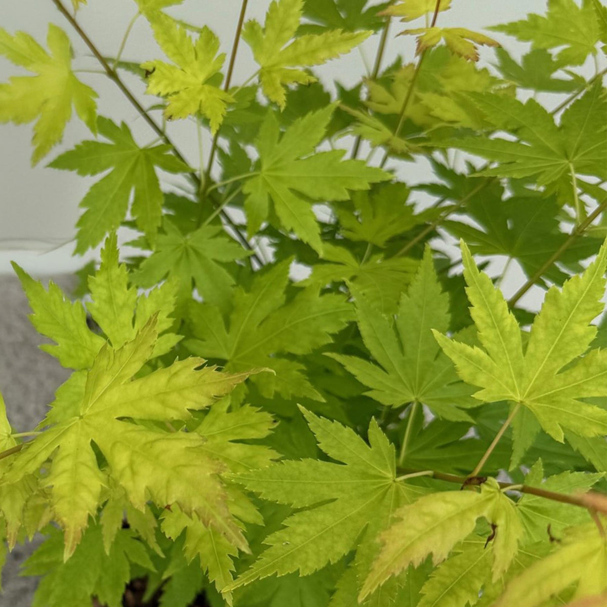 Terrasplant - Japanse Esdoorn - Acer palmatum Orange Dream - 2 Planten - Forestbloom