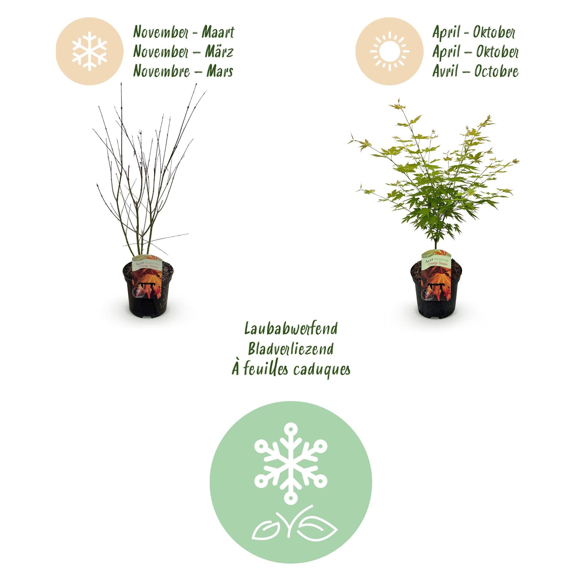 Terrasplant - Japanse Esdoorn - Acer palmatum Orange Dream - Forestbloom