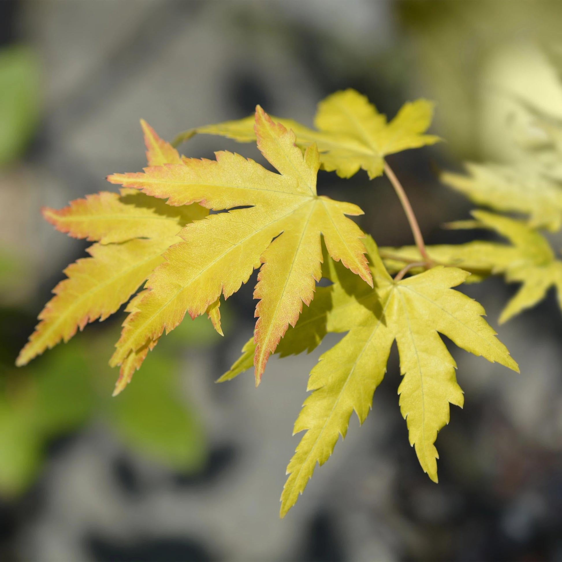 Terrasplant - Japanse Esdoorn - Acer palmatum Orange Dream - Forestbloom