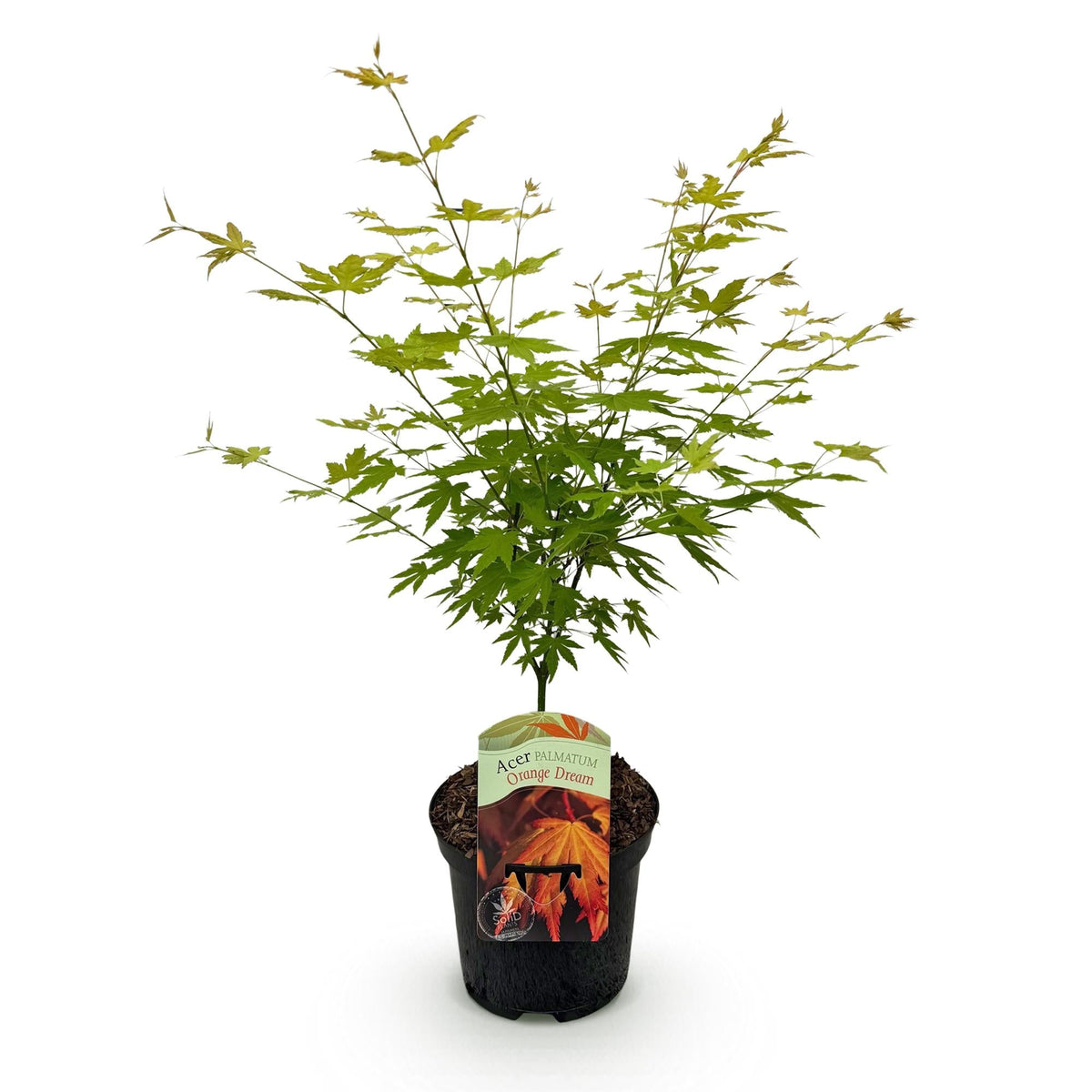 Terrasplant - Japanse Esdoorn - Acer palmatum Orange Dream - Forestbloom