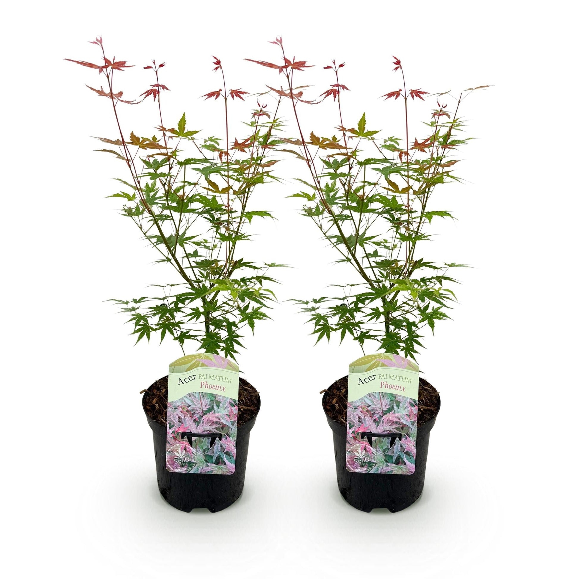 Terrasplant - Japanse Esdoorn - Acer palmatum Phoenix - 2 Planten - Forestbloom