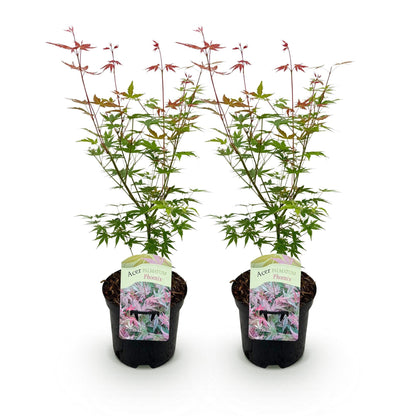 Terrasplant - Japanse Esdoorn - Acer palmatum Phoenix - 2 Planten - Forestbloom