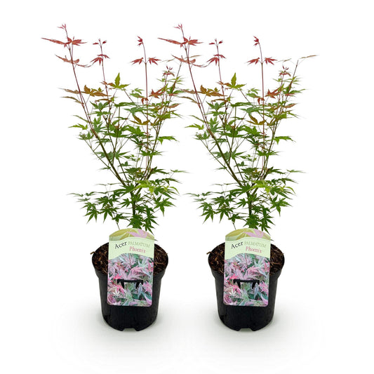 Terrasplant - Japanse Esdoorn - Acer palmatum Phoenix - 2 Planten - Forestbloom