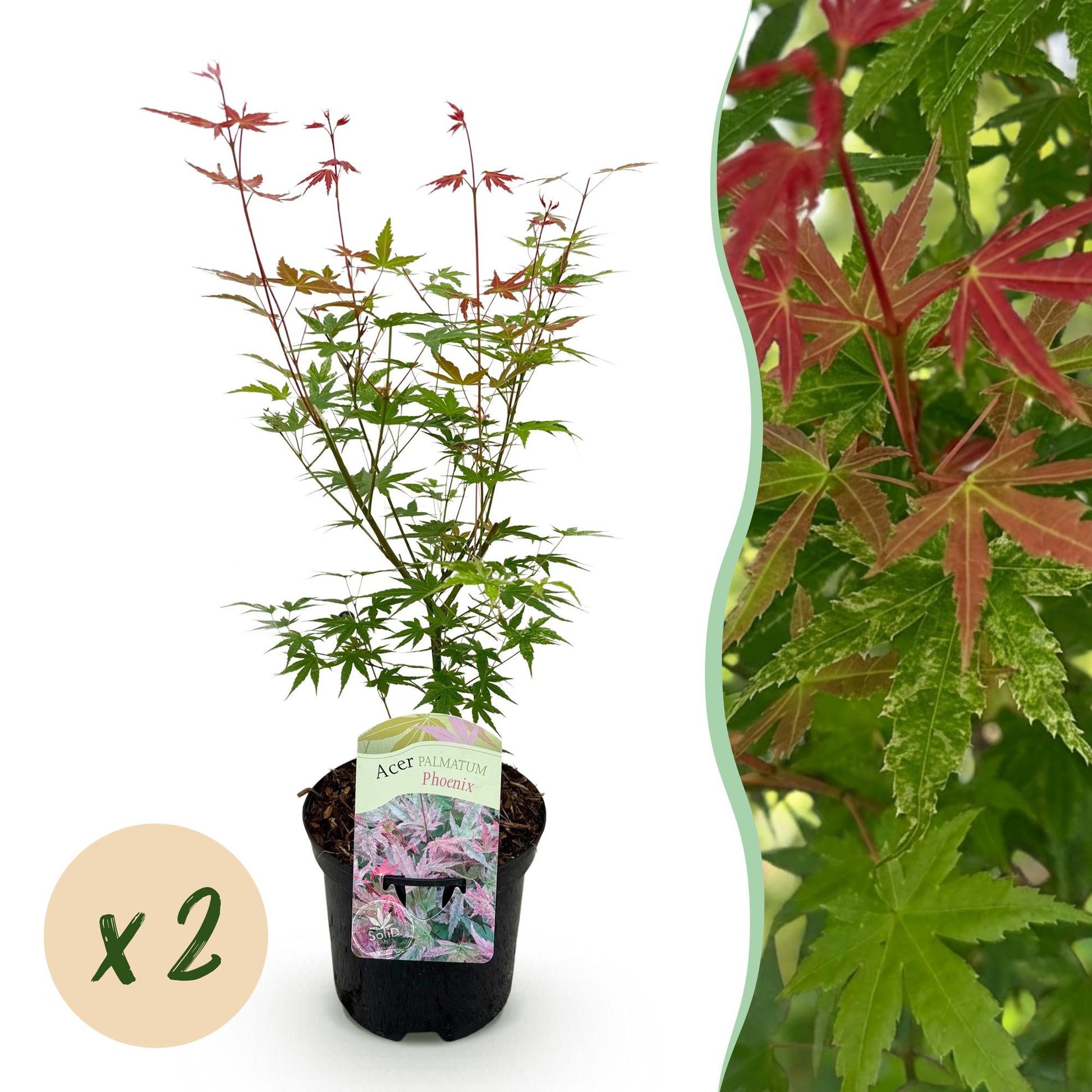 Terrasplant - Japanse Esdoorn - Acer palmatum Phoenix - 2 Planten - Forestbloom