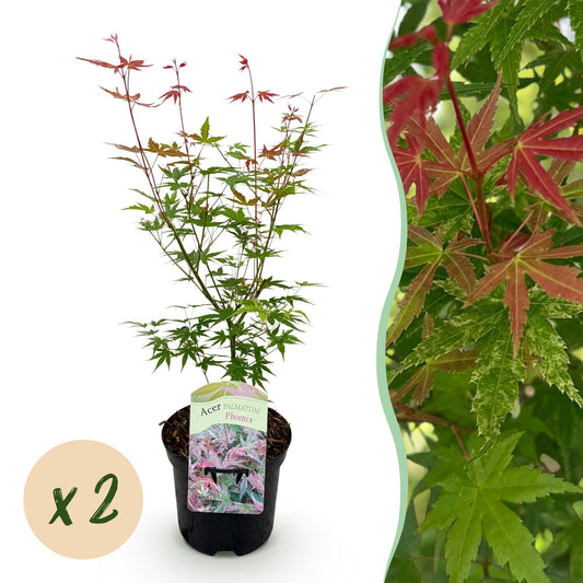 Terrasplant - Japanse Esdoorn - Acer palmatum Phoenix - 2 Planten - Forestbloom