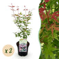Terrasplant - Japanse Esdoorn - Acer palmatum Phoenix - 2 Planten - Forestbloom