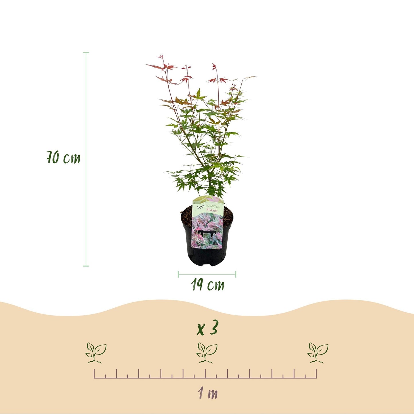 Terrasplant - Japanse Esdoorn - Acer palmatum Phoenix - Forestbloom