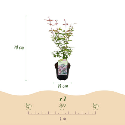 Terrasplant - Japanse Esdoorn - Acer palmatum Phoenix - Forestbloom