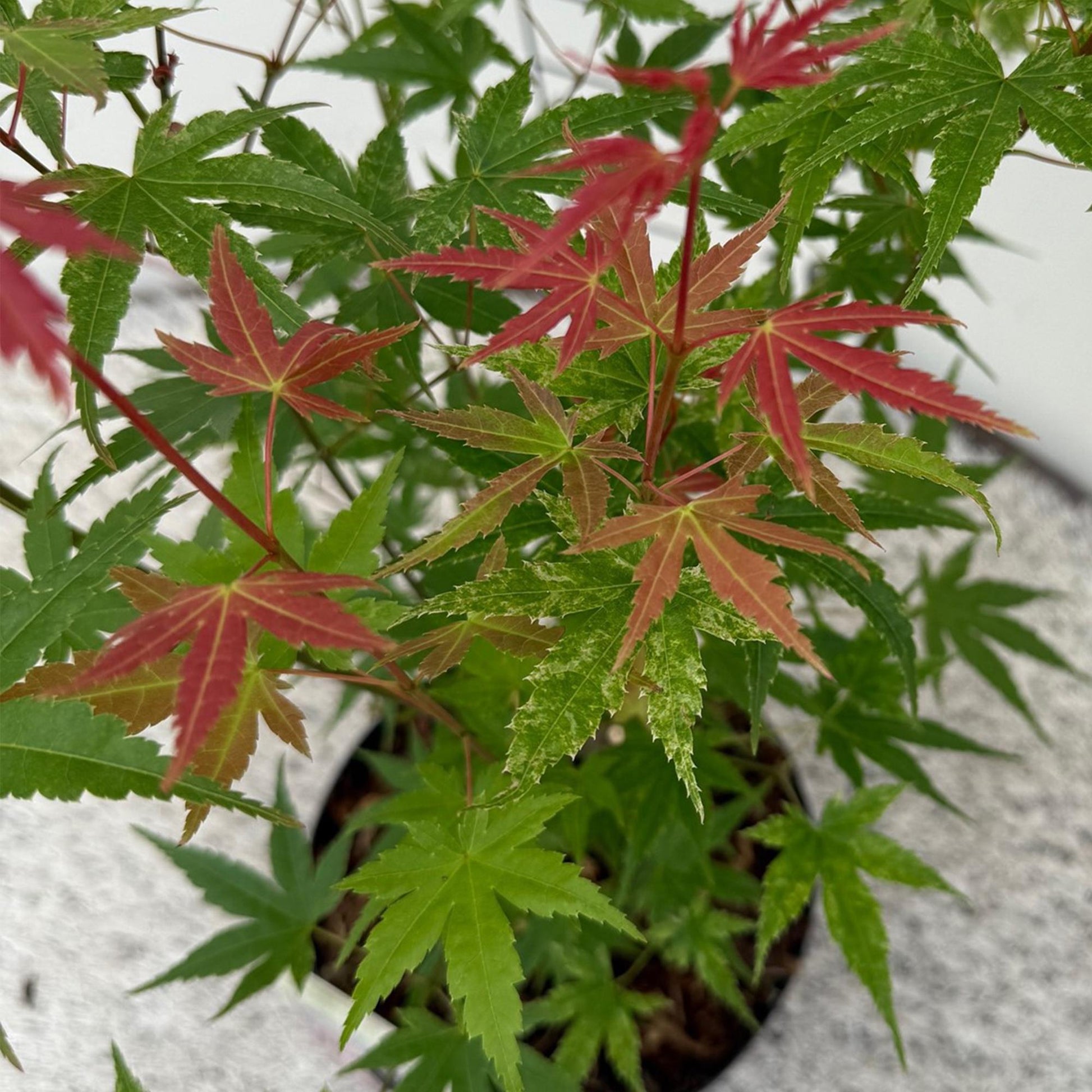 Terrasplant - Japanse Esdoorn - Acer palmatum Phoenix - Forestbloom