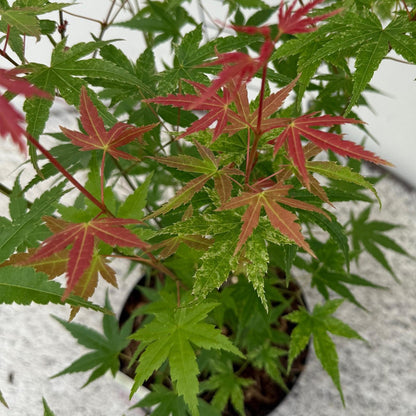 Terrasplant - Japanse Esdoorn - Acer palmatum Phoenix - Forestbloom