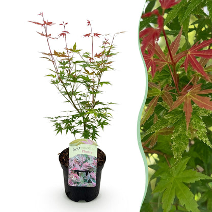 Terrasplant - Japanse Esdoorn - Acer palmatum Phoenix - Forestbloom