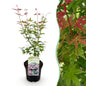 Terrasplant - Japanse Esdoorn - Acer palmatum Phoenix - Forestbloom