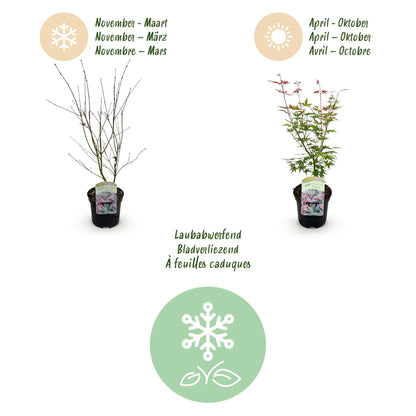 Terrasplant - Japanse Esdoorn - Acer palmatum Phoenix - Forestbloom