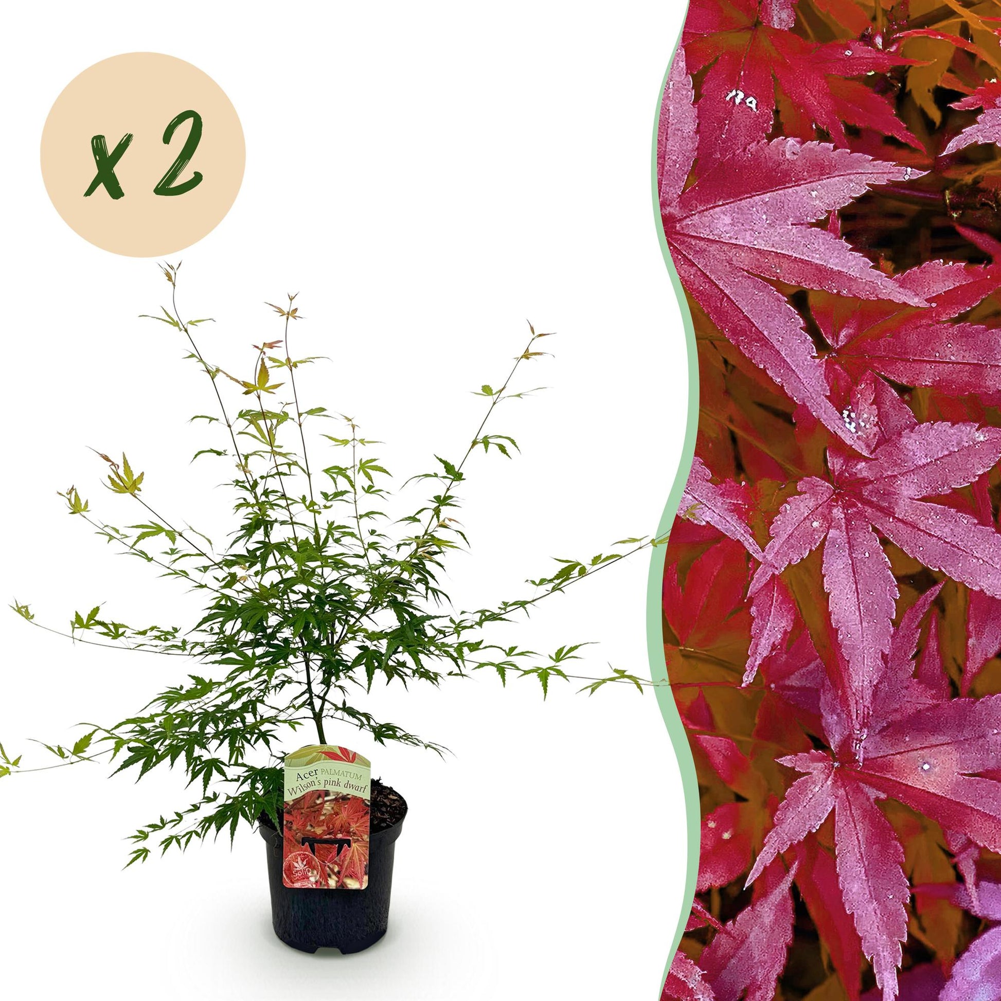 Terrasplant - Japanse Esdoorn - Acer palmatum Pink Dwarf - 2 Planten - Forestbloom