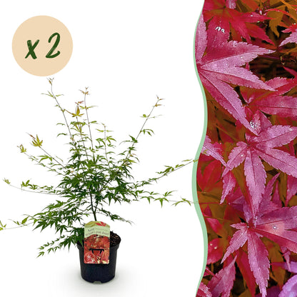 Terrasplant - Japanse Esdoorn - Acer palmatum Pink Dwarf - 2 Planten - Forestbloom