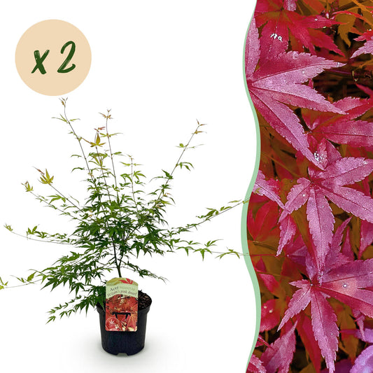 Terrasplant - Japanse Esdoorn - Acer palmatum Pink Dwarf - 2 Planten - Forestbloom