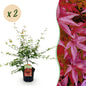 Terrasplant - Japanse Esdoorn - Acer palmatum Pink Dwarf - 2 Planten - Forestbloom