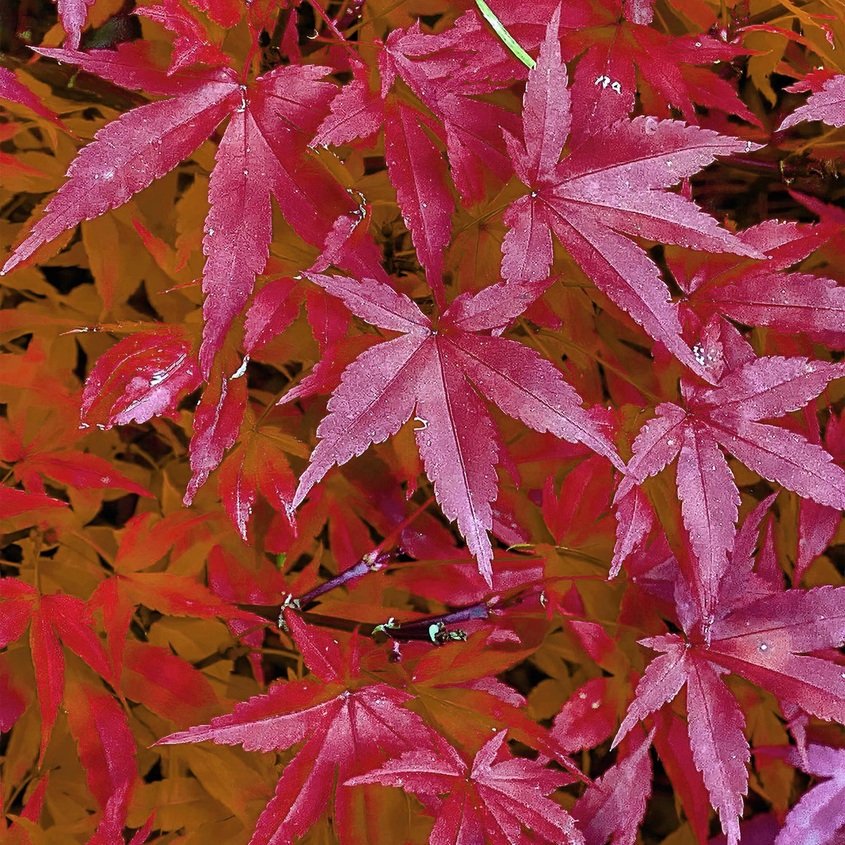 Terrasplant - Japanse Esdoorn - Acer palmatum Pink Dwarf - 2 Planten - Forestbloom