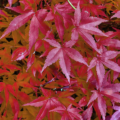 Terrasplant - Japanse Esdoorn - Acer palmatum Pink Dwarf - 2 Planten - Forestbloom