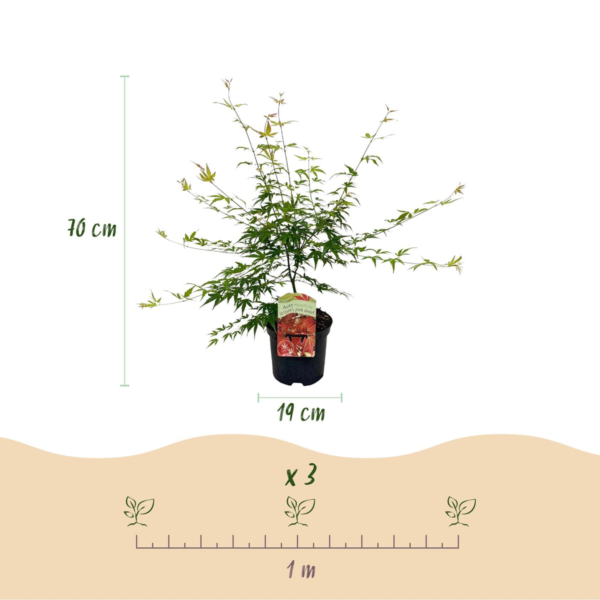 Terrasplant - Japanse Esdoorn - Acer palmatum Pink Dwarf - 2 Planten - Forestbloom
