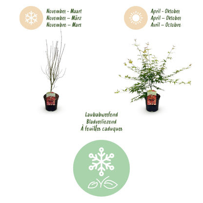 Terrasplant - Japanse Esdoorn - Acer palmatum Pink Dwarf - 2 Planten - Forestbloom