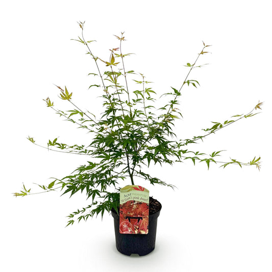 Terrasplant - Japanse Esdoorn - Acer palmatum Pink Dwarf - Forestbloom