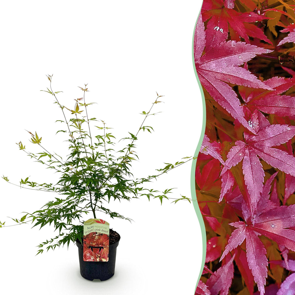 Terrasplant - Japanse Esdoorn - Acer palmatum Pink Dwarf - Forestbloom