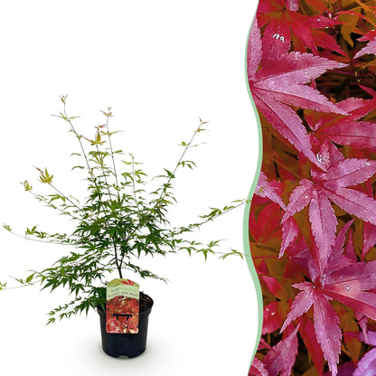Terrasplant - Japanse Esdoorn - Acer palmatum Pink Dwarf - Forestbloom