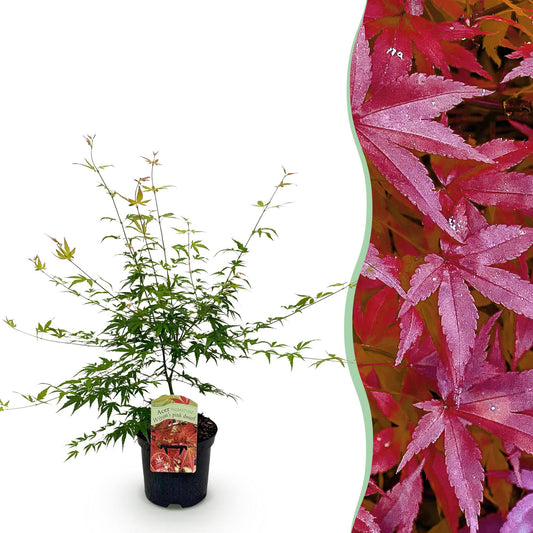 Terrasplant - Japanse Esdoorn - Acer palmatum Pink Dwarf - Forestbloom