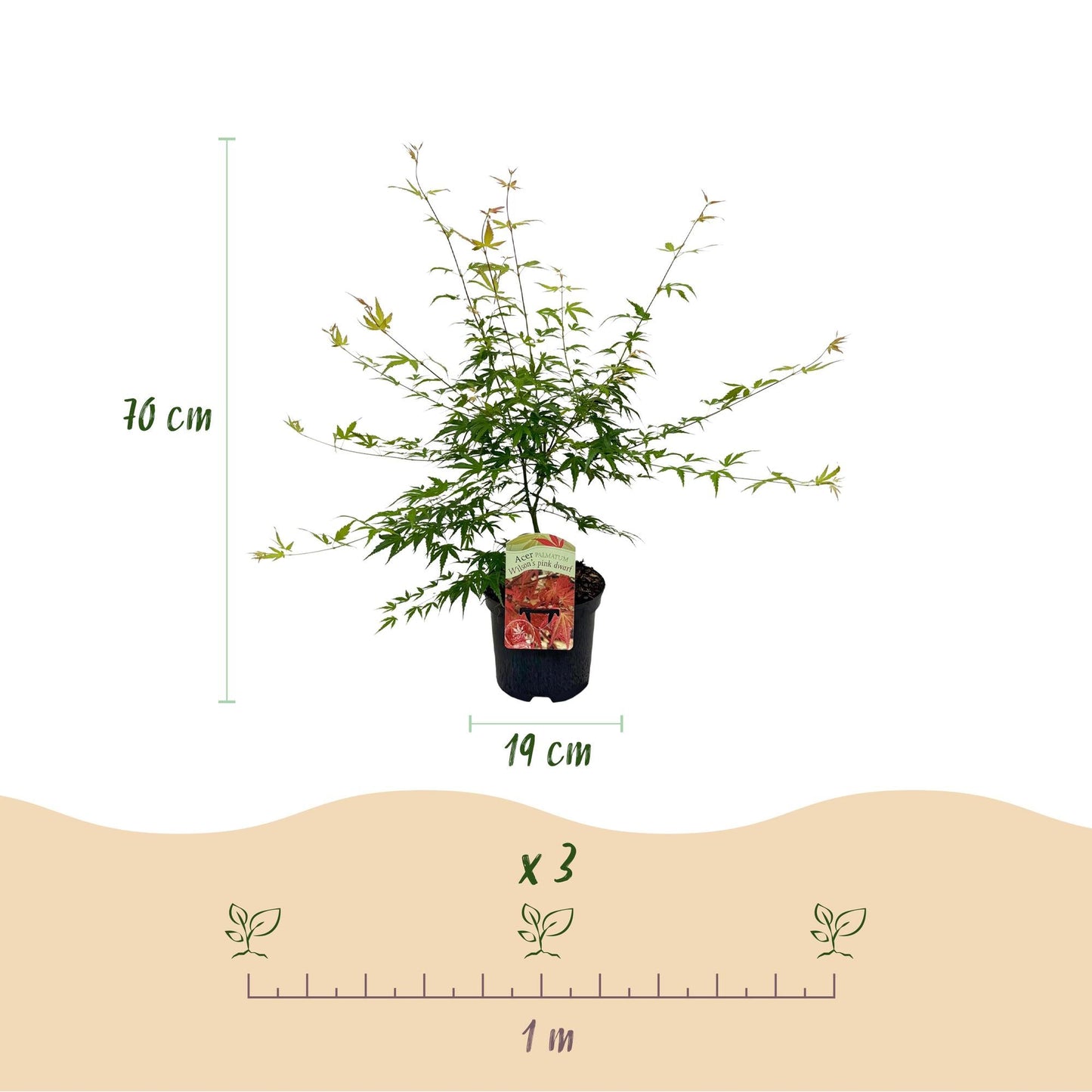 Terrasplant - Japanse Esdoorn - Acer palmatum Pink Dwarf - Forestbloom