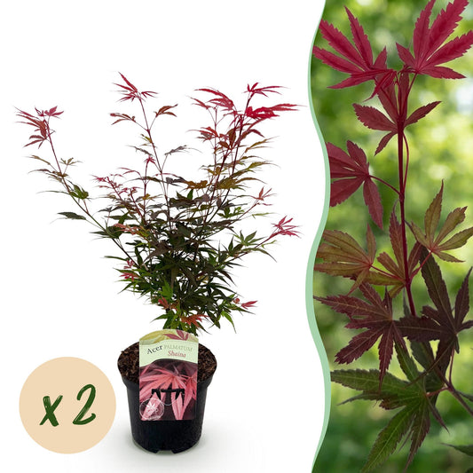 Terrasplant - Japanse Esdoorn - Acer palmatum Shaina - 2 Planten - Forestbloom