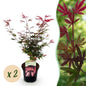 Terrasplant - Japanse Esdoorn - Acer palmatum Shaina - 2 Planten - Forestbloom