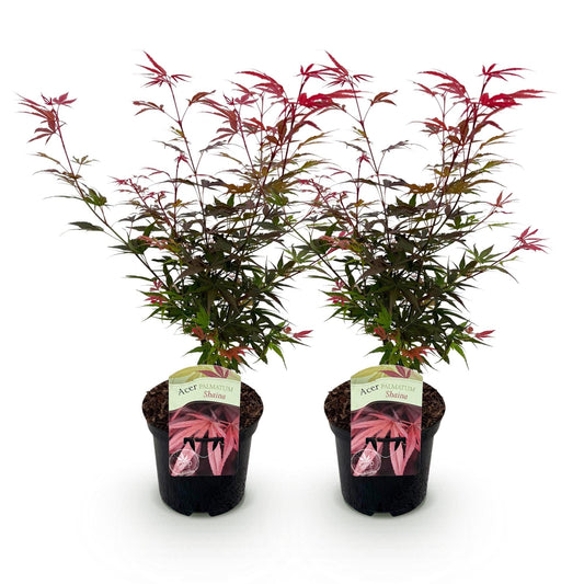 Terrasplant - Japanse Esdoorn - Acer palmatum Shaina - 2 Planten - Forestbloom