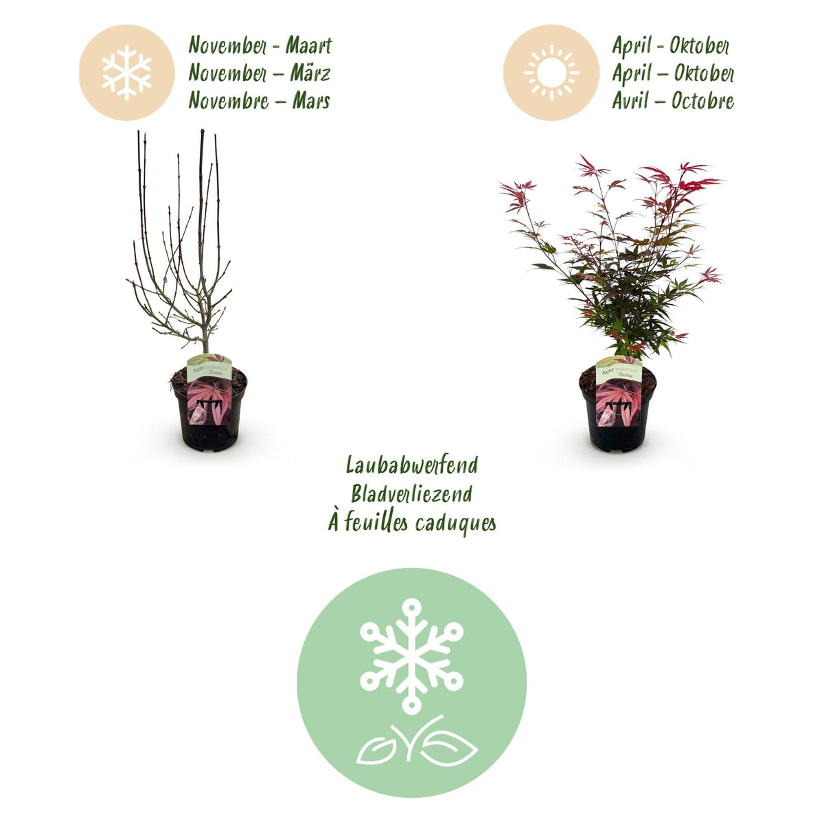 Terrasplant - Japanse Esdoorn - Acer palmatum Shaina - Forestbloom